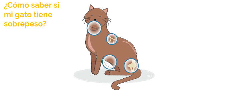 Overweight Cat Indicators Spanish PNG