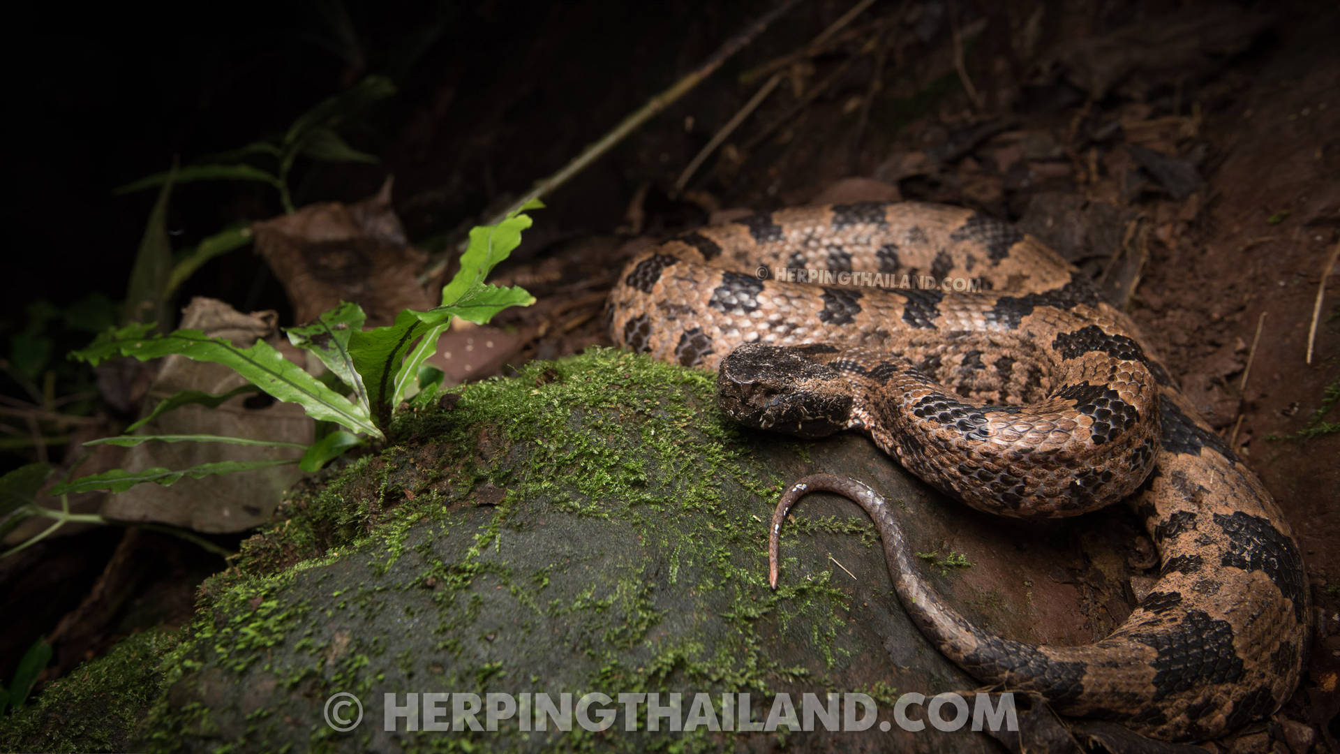 Ovophis Monticola Himalayan Mountain Viper Background
