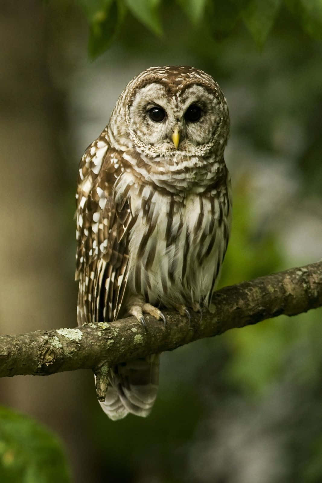 A beautiful wise owl sitting atop a tree branch