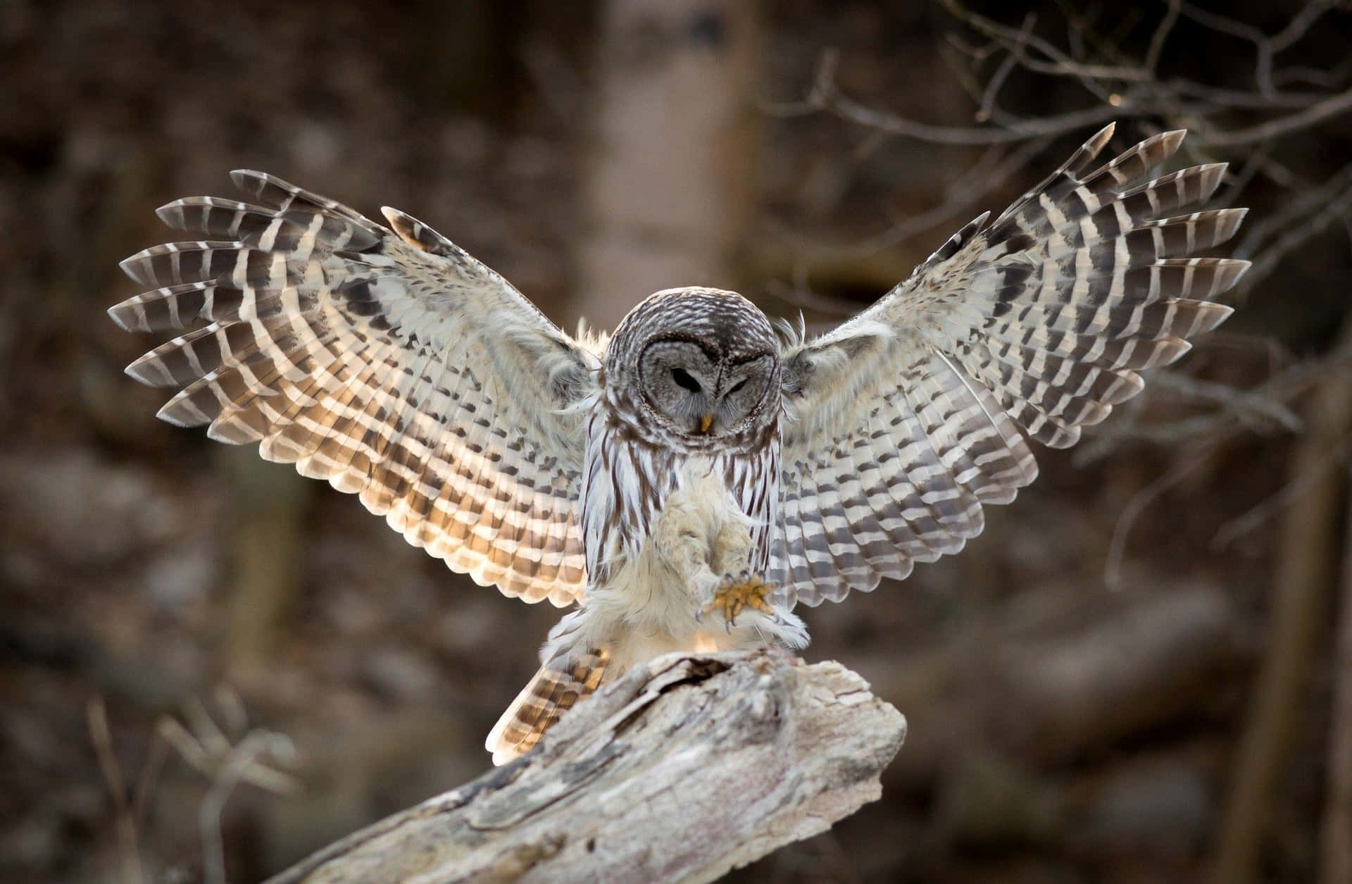 A wise horned owl surveys its kingdom