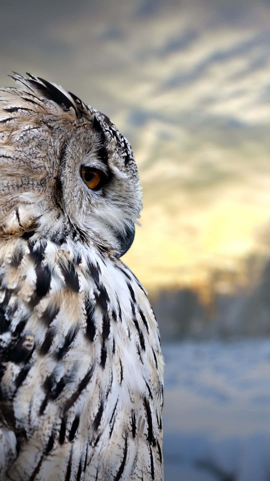 A close-up of an owl with watchful, knowing eyes