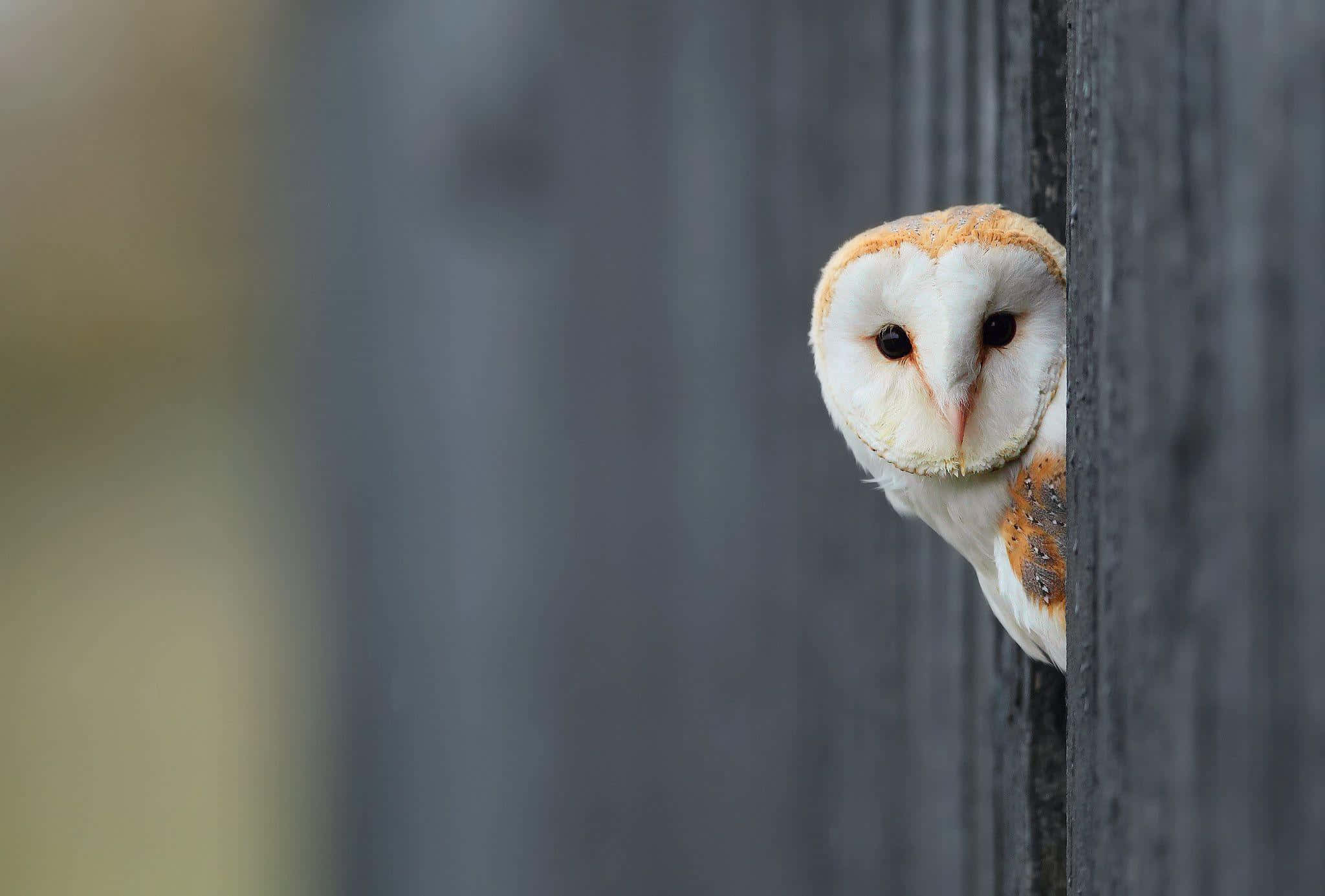 Barn Owl Peeking Out Of A Wooden Fence