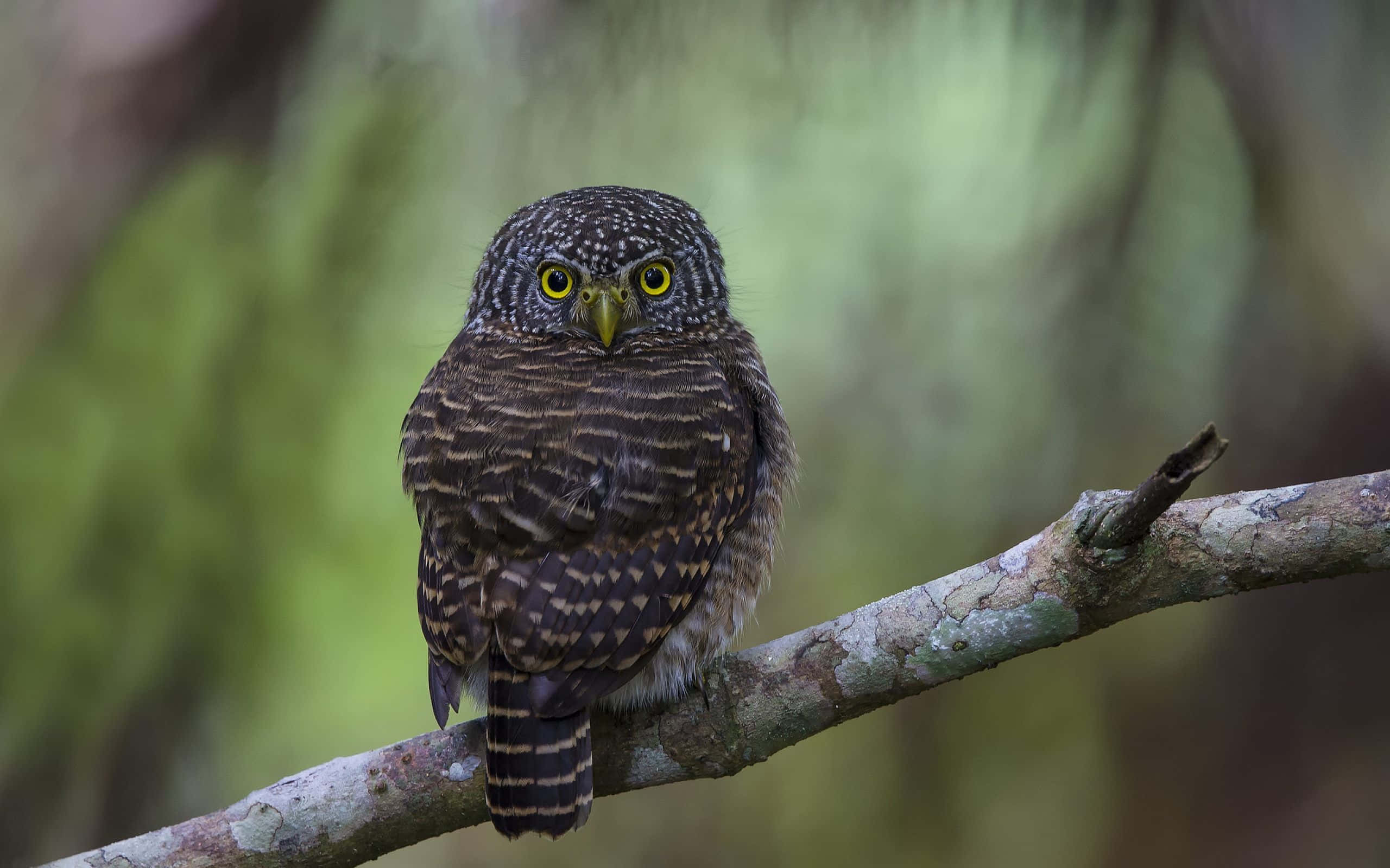 : An inquisitive owl peeks out from a branch