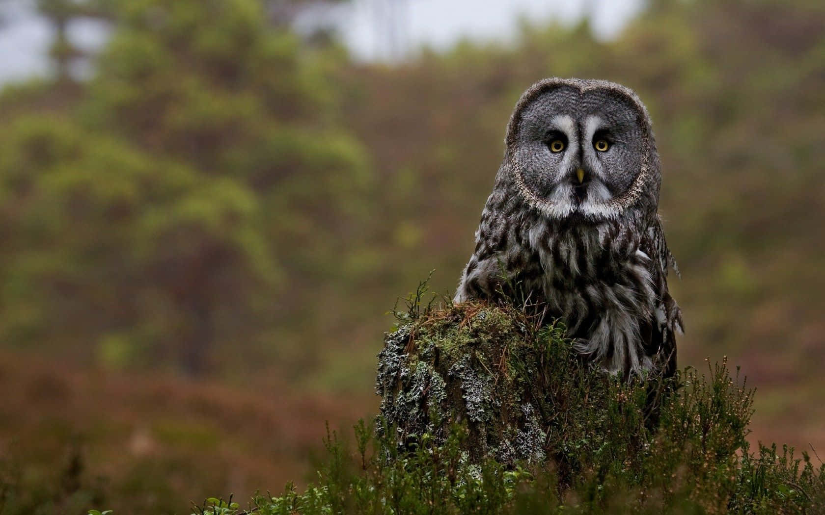 An owl scans its surroundings with its keen eyes