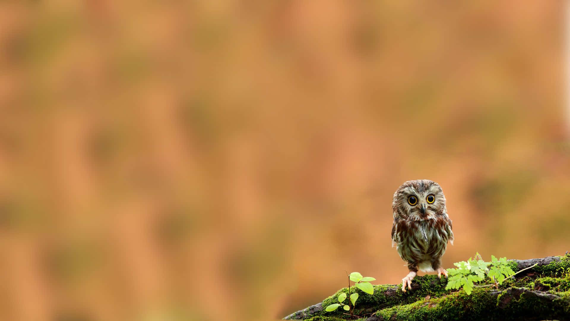 A Wise Old Owl Perched in a Tree