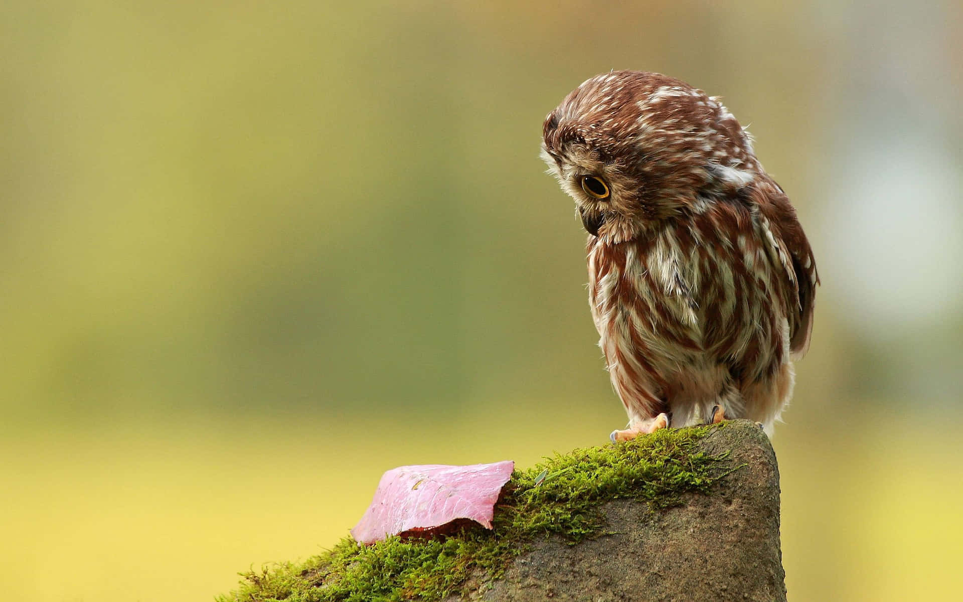 A Small Owl Sitting On A Rock