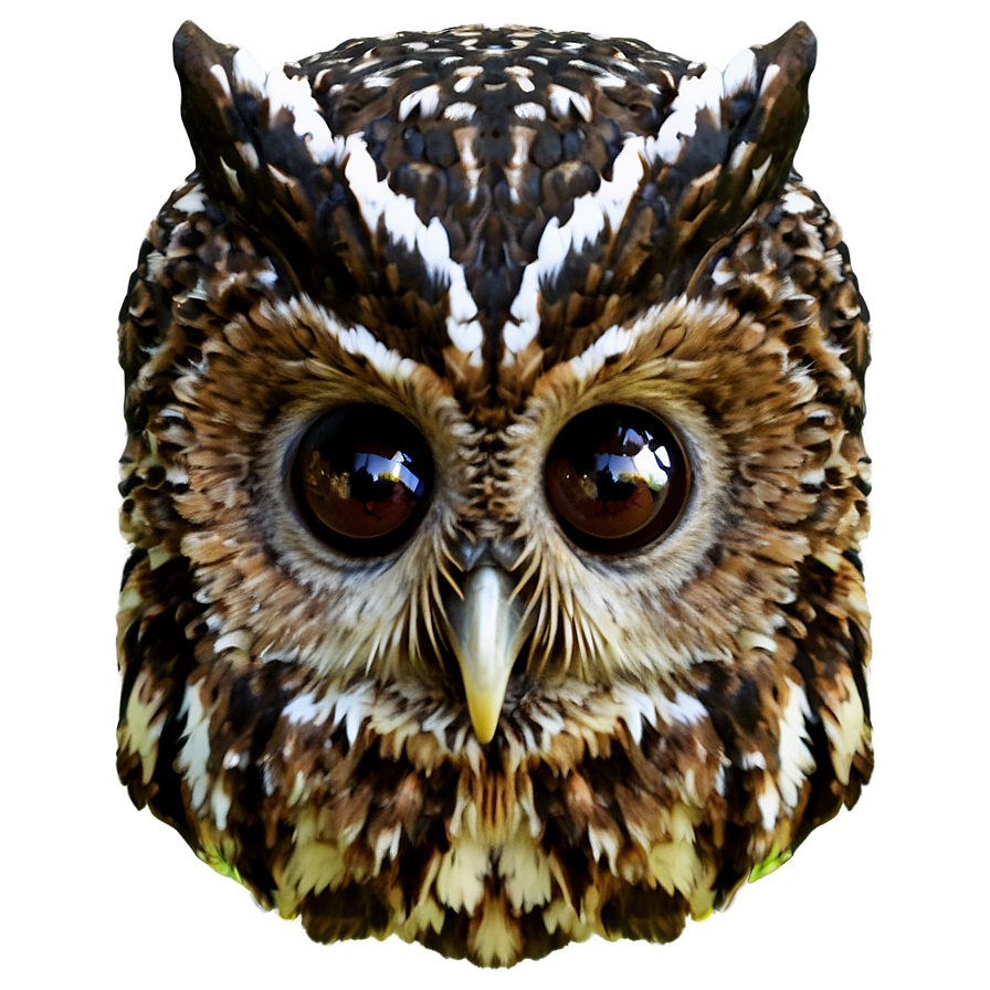 Owl Beak Png Nnw77 PNG