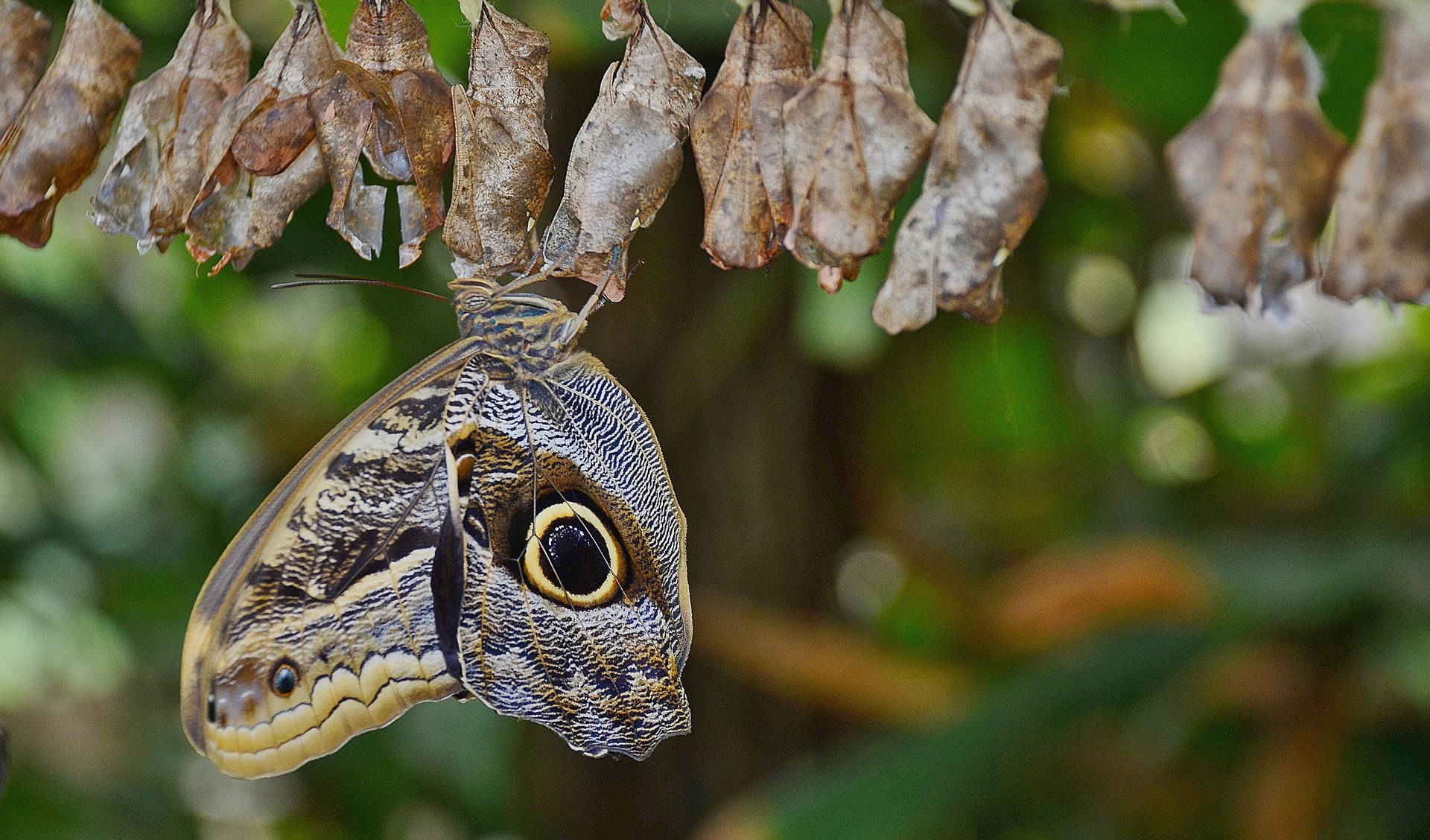 Owl Butterfly Cocoon Wallpaper