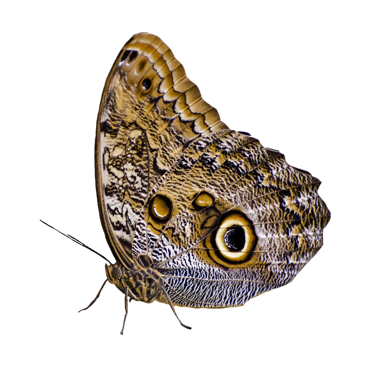 Owl Eyed Butterfly Camouflage PNG