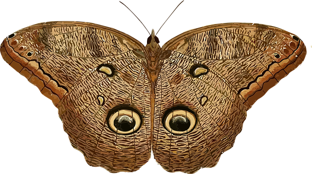 Owl Eyed Butterfly Camouflage PNG