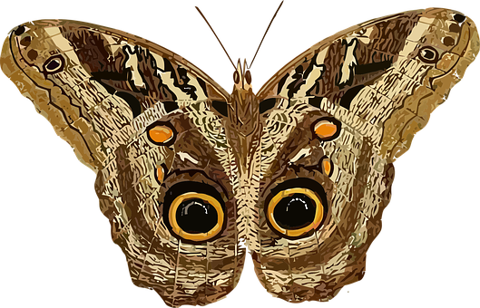 Owl Eyed Butterfly Illustration PNG