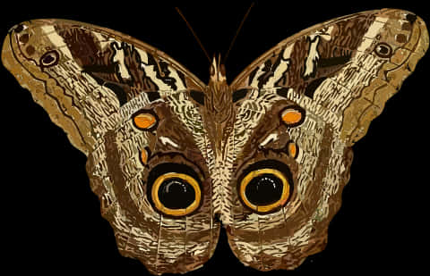 Owl Eyed Butterfly Illustration PNG
