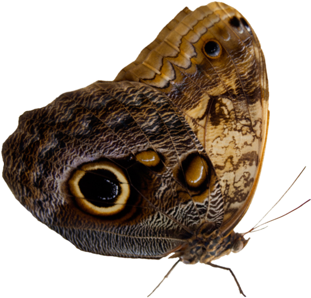 Owl Eyed Butterfly Isolated PNG
