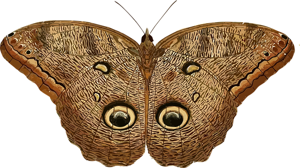 Owl Eyed Butterfly Spread Wings PNG