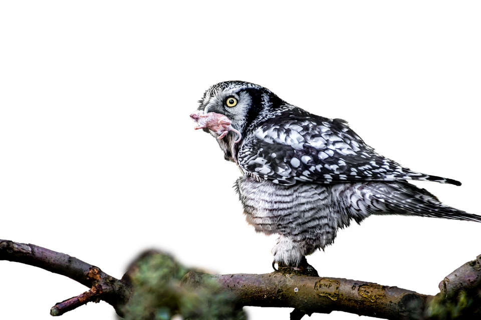 Owl Feedingon Prey PNG