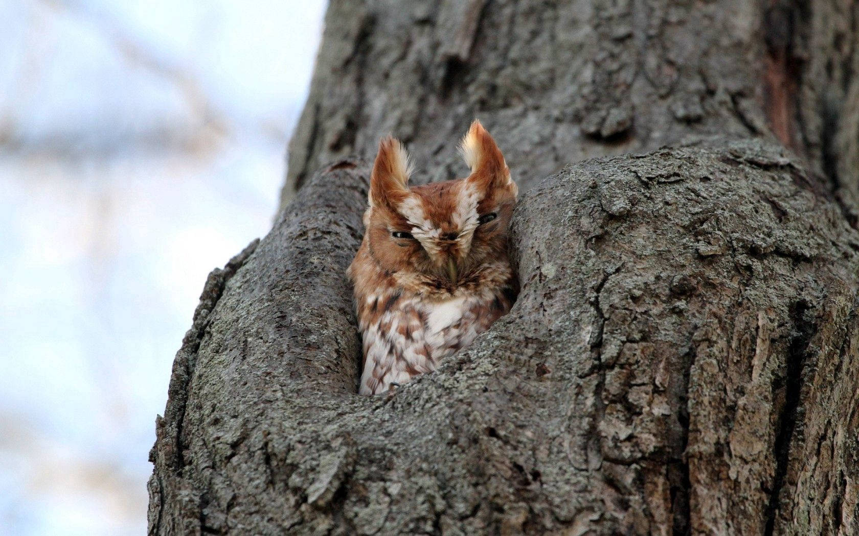 A wise old owl hoots from a tree hole. Wallpaper