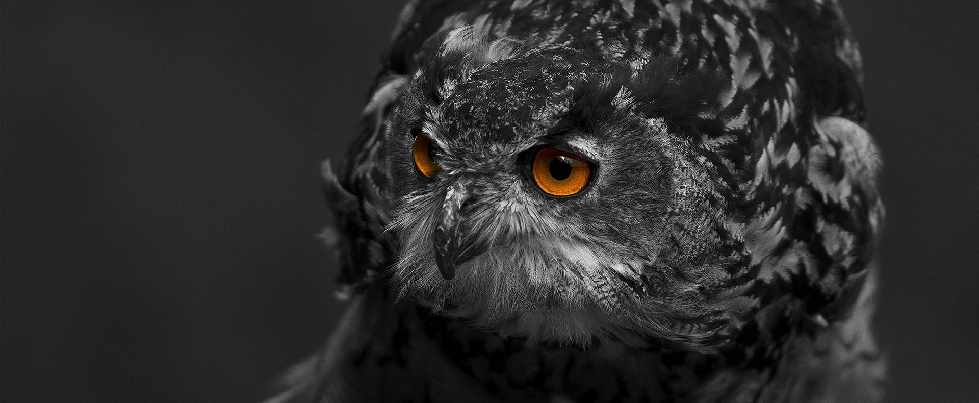 An owl's intent gaze amidst a swirl of darkness Wallpaper
