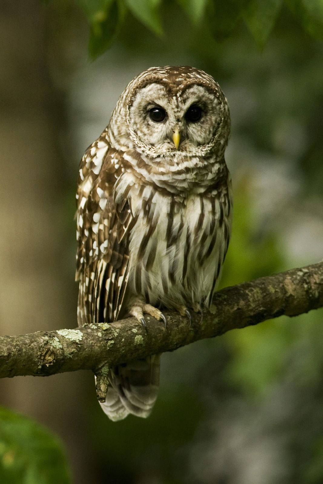 Owl On Tree Portrait