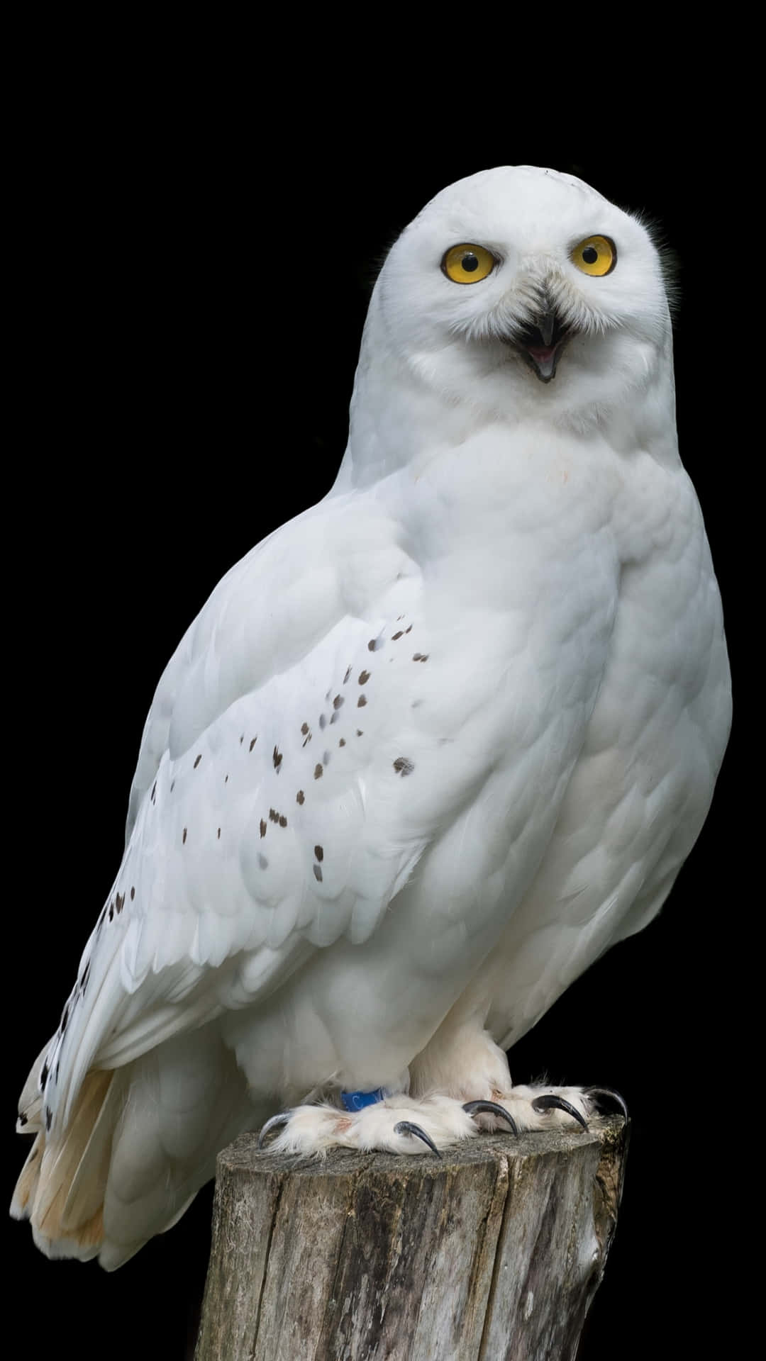 white owls