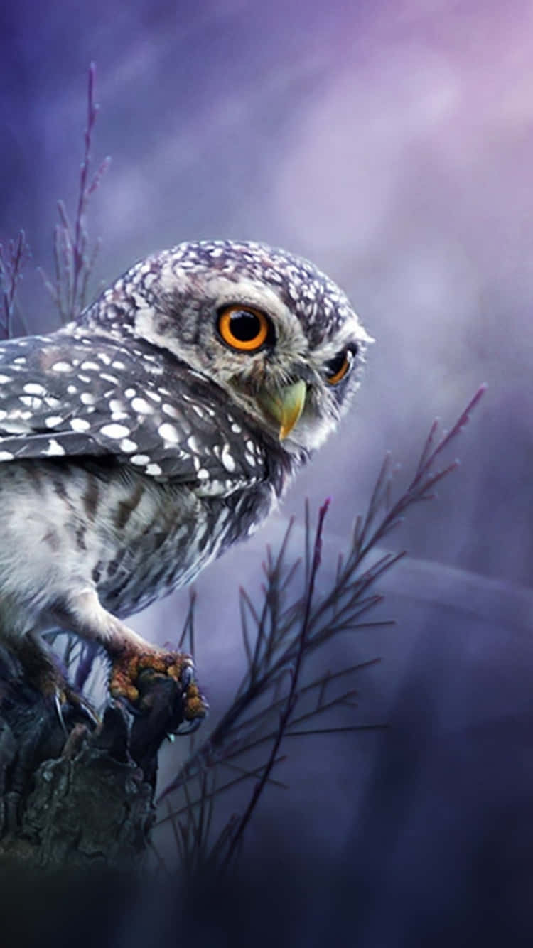 ¡disfrutade Las Innovadoras Características Del Owl Phone! Fondo de pantalla