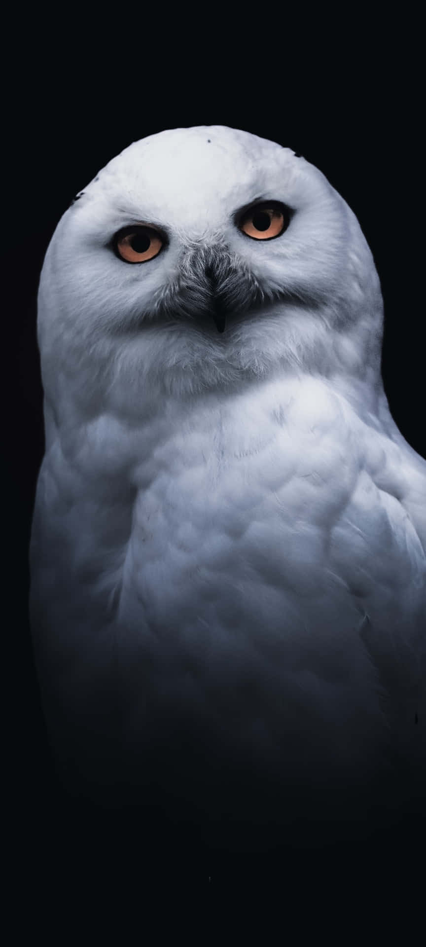 Telefon Owl 1080 X 2400 Wallpaper