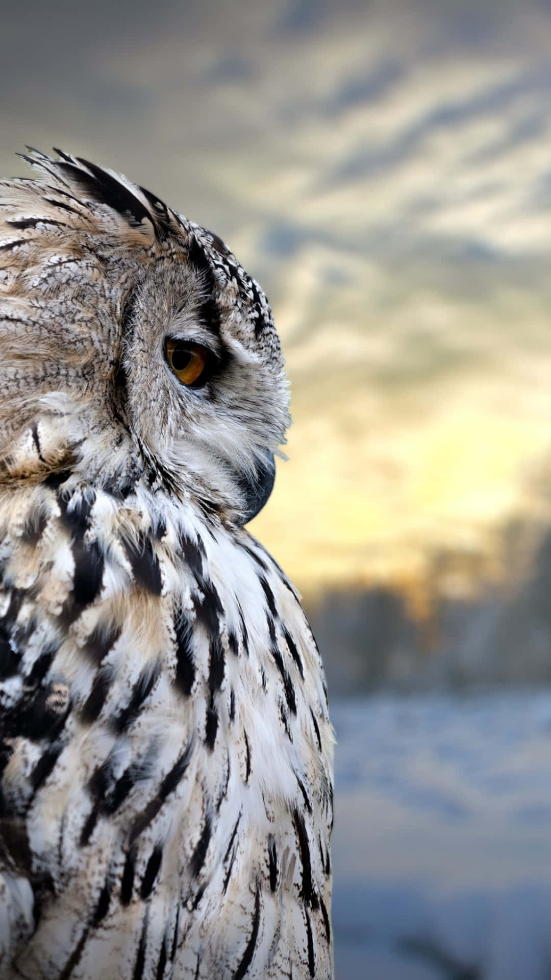 Eurasianeagle Owl (gufo Reale Eurasiatico) - Foto Laterale Del Telefono Con Angolazione Laterale. Sfondo