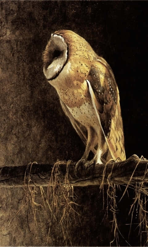 Barn Owl - A Painting Of An Owl Perched On A Branch Wallpaper
