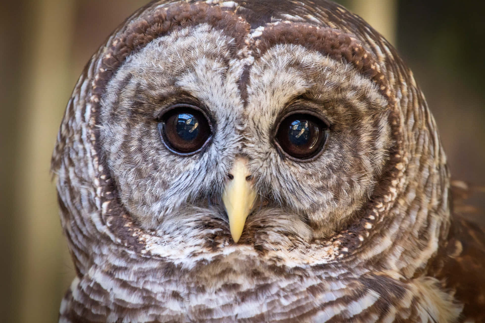 A majestic close-up of a giant owl