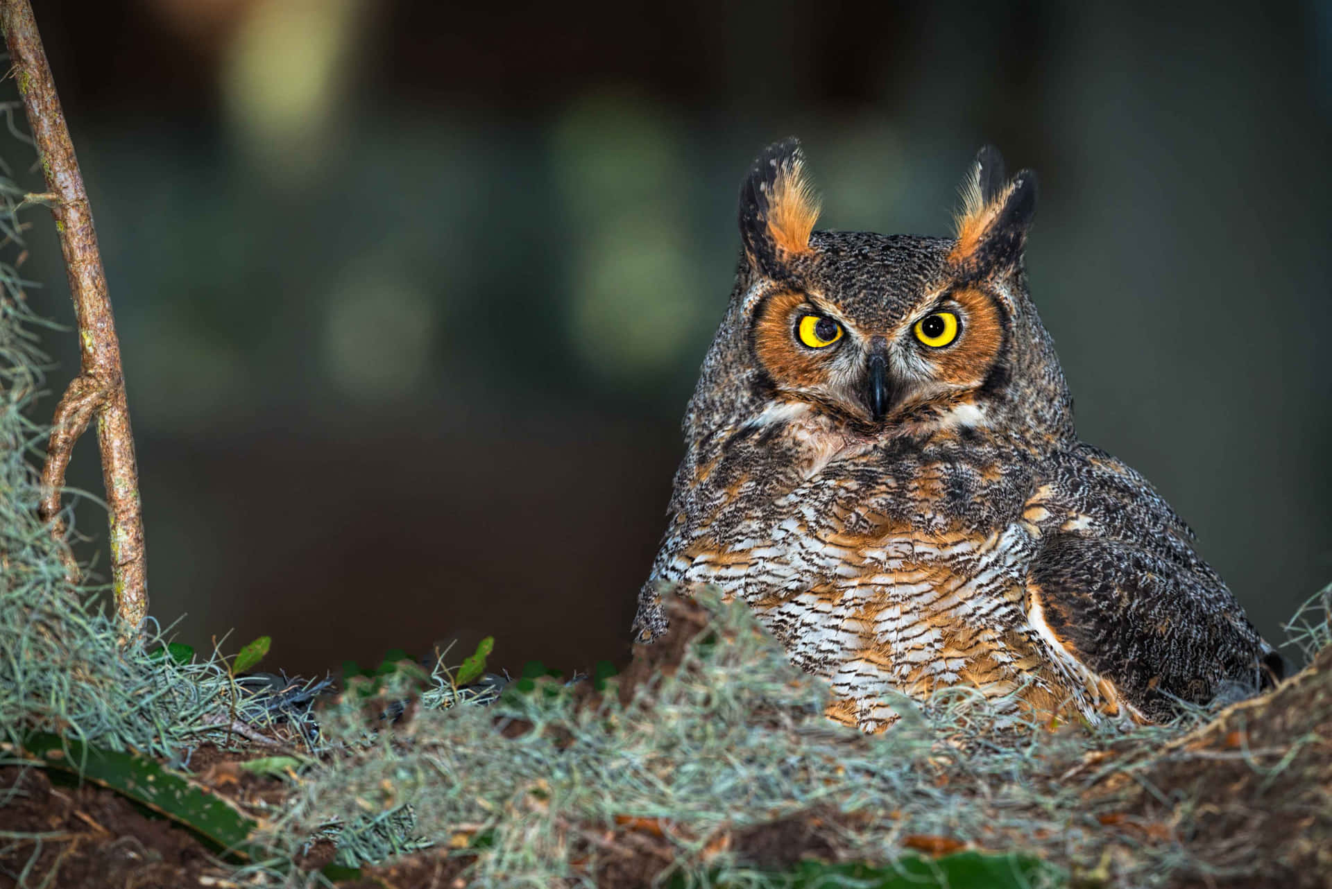 An Awe-Inspiring Visual of an Owl