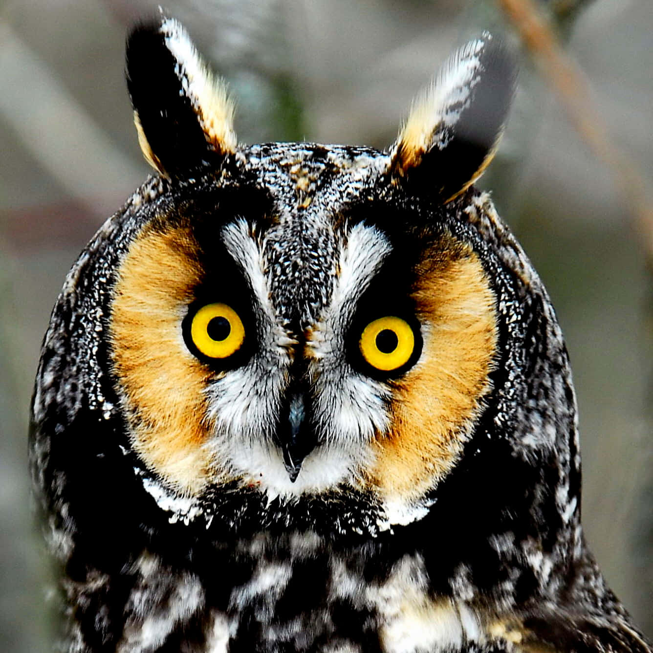 An Owl Peering Into The Distance