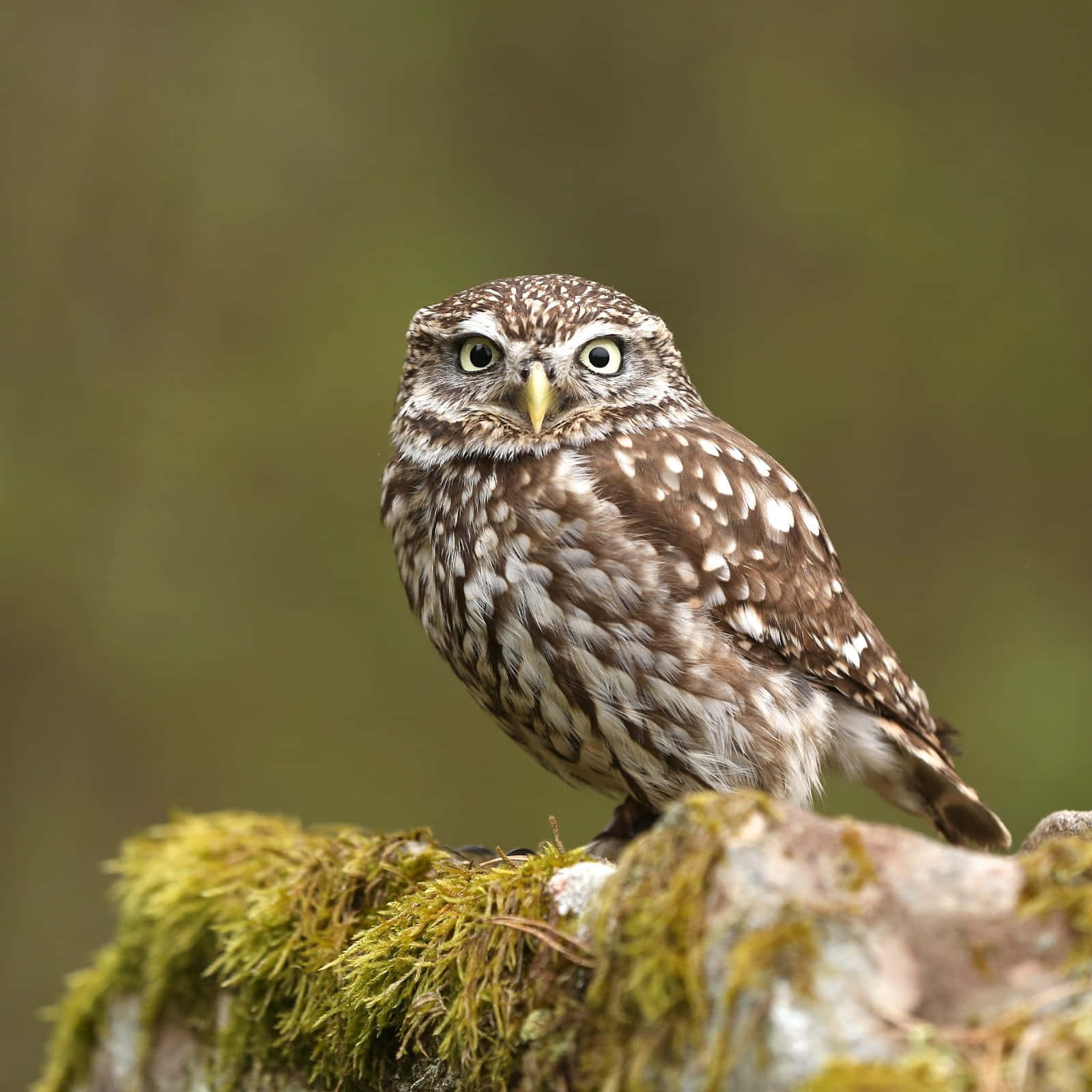 A beautiful winter owl