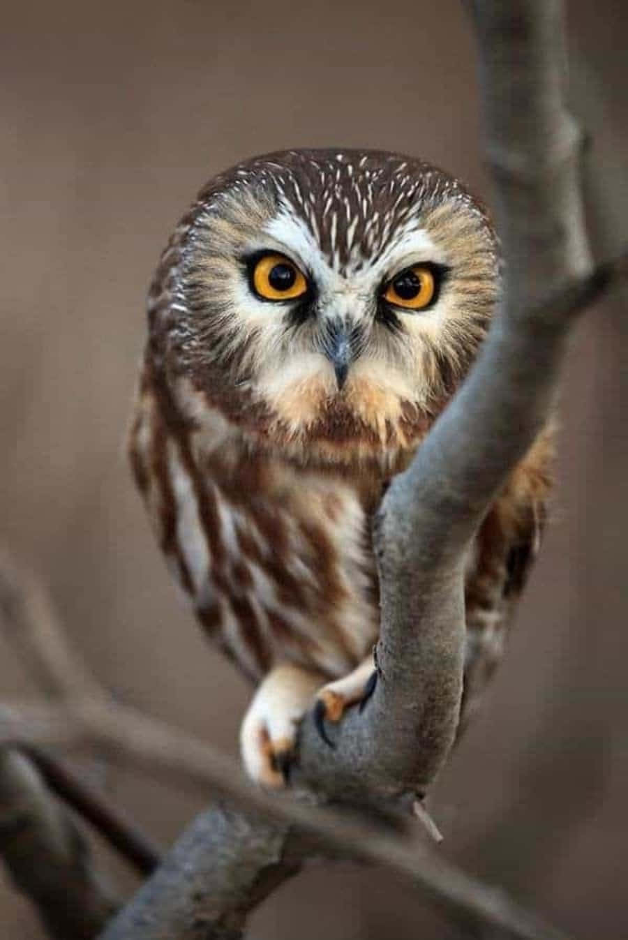 A beautiful owl perched atop a branch
