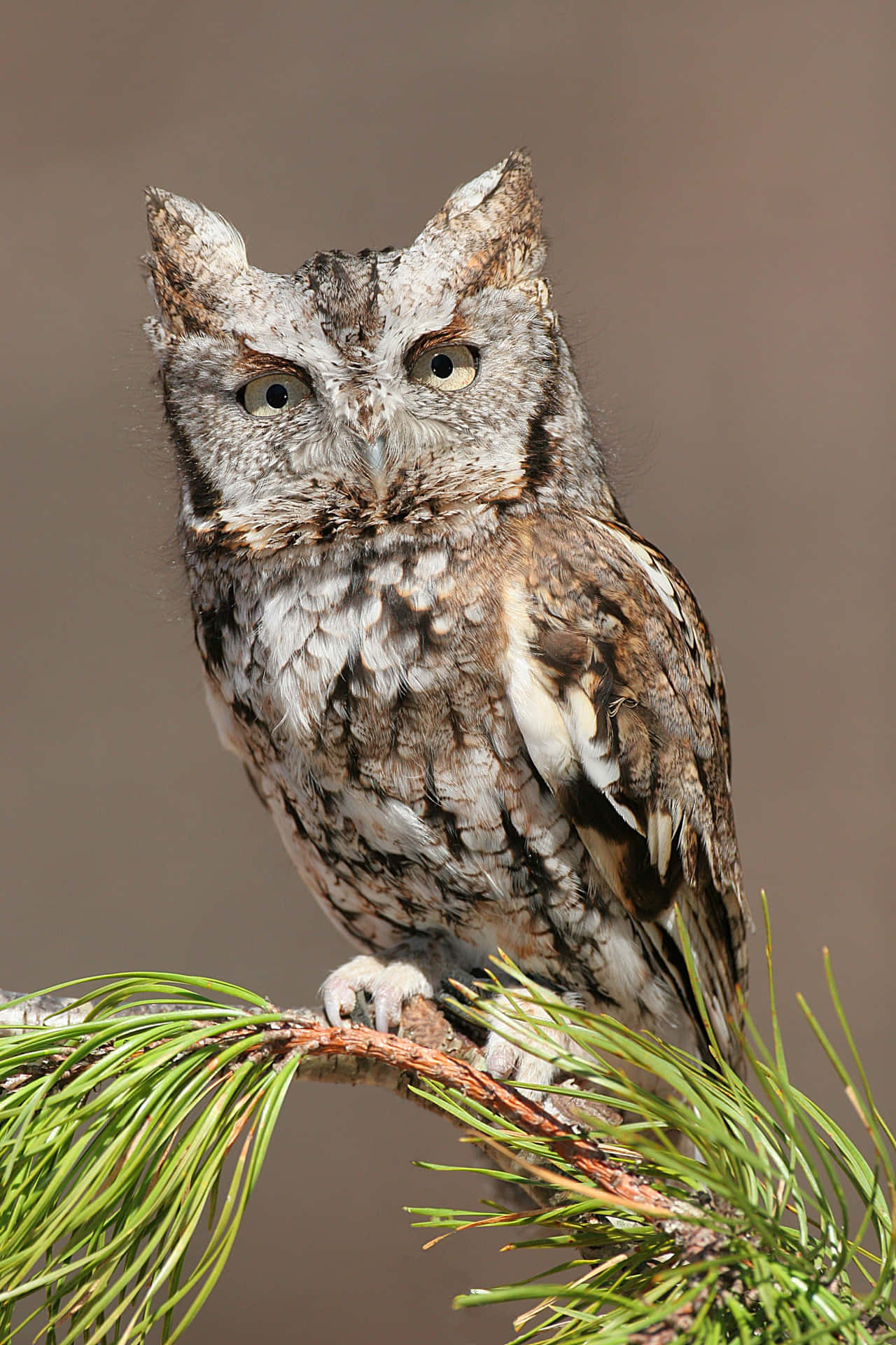 A Small Owl Perched On A Pine Branch