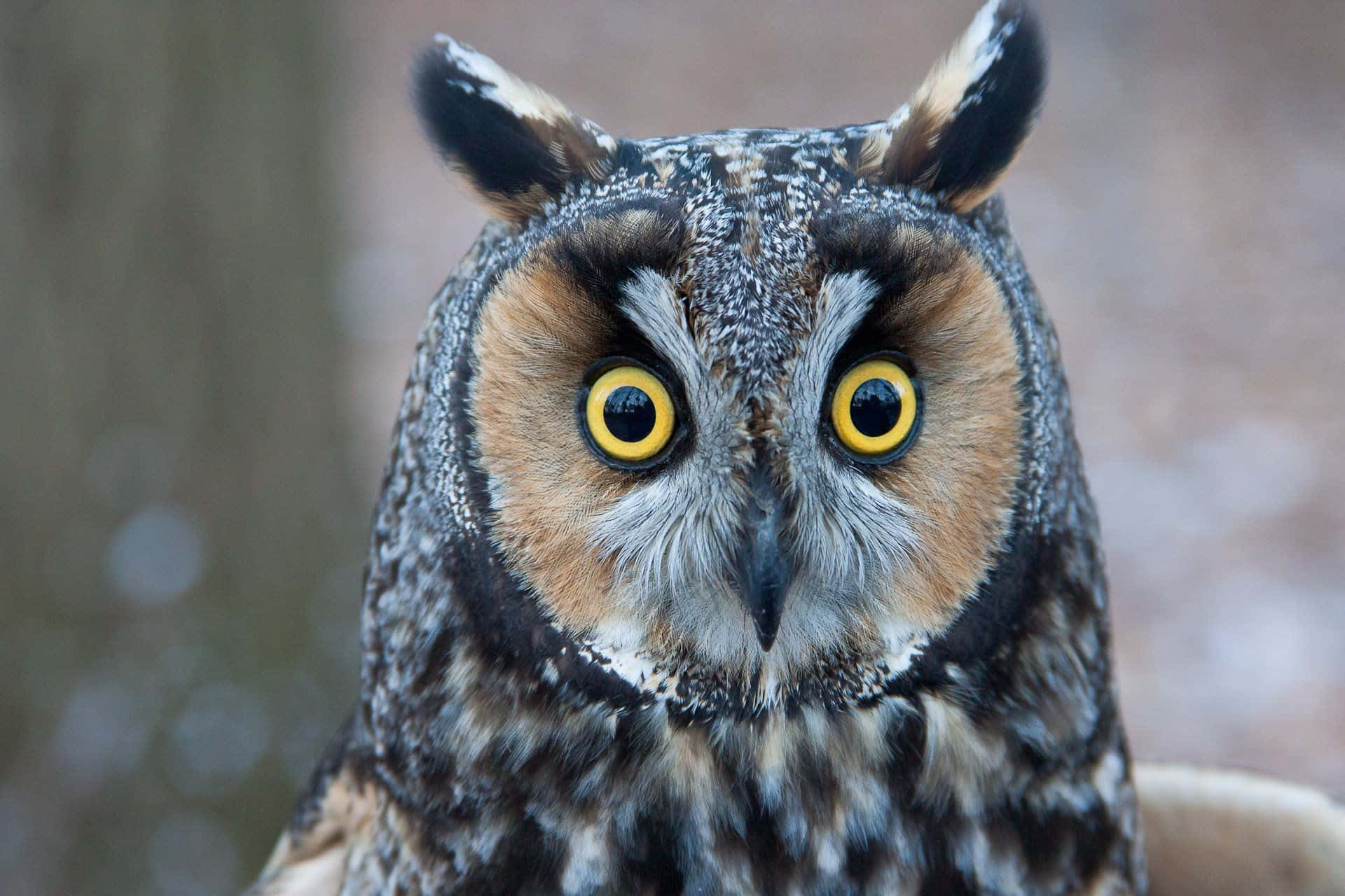 A close-up of the majestic, yellow eyes of a great horned owl.