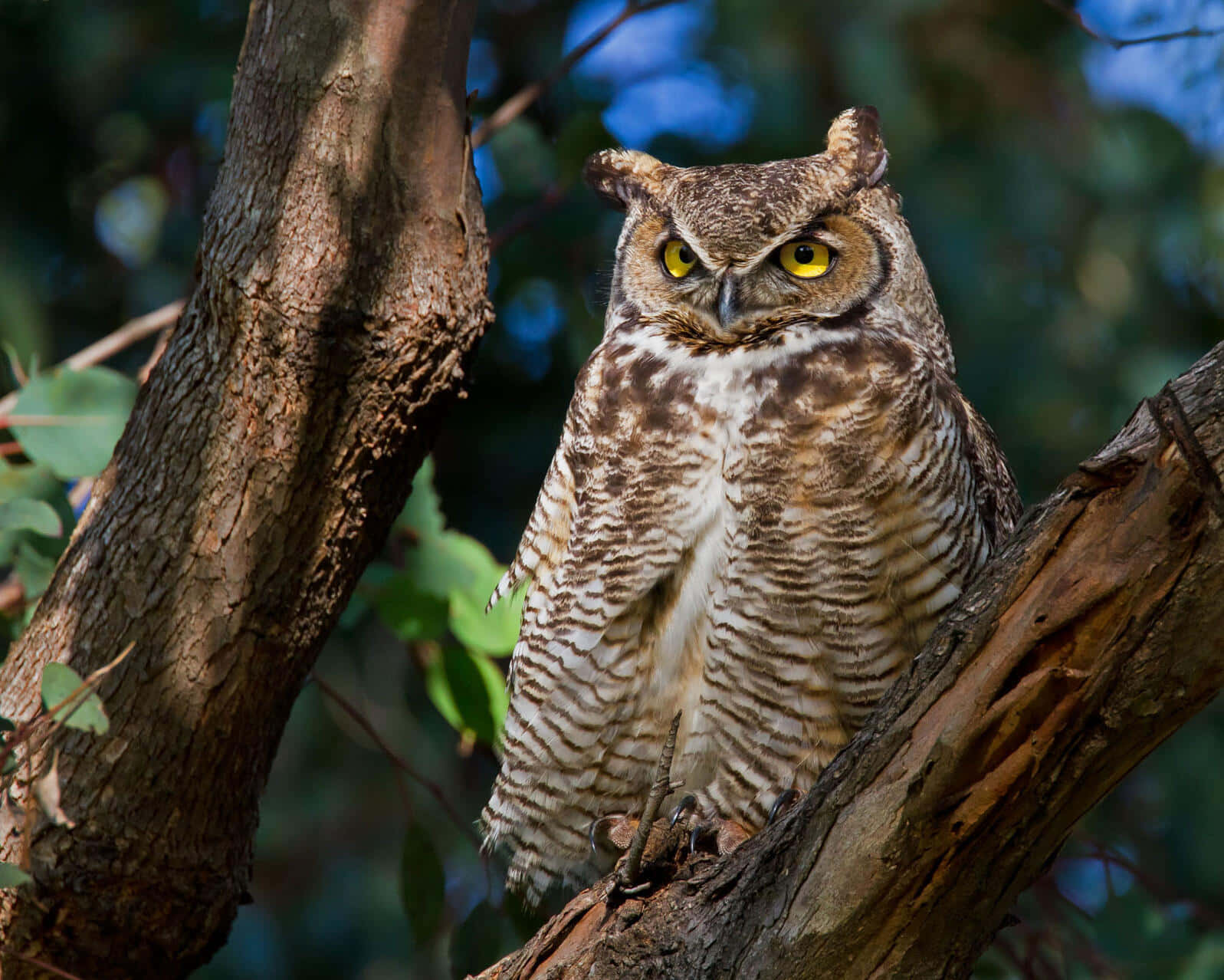 Wise Owl Nods