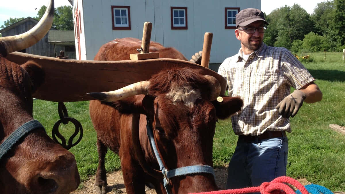 A Man Is Standing Next To Two Brown Cows