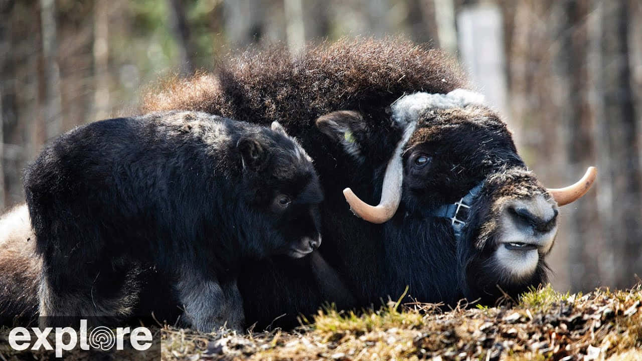 "Powerful Ox Tames Wild Grassland"