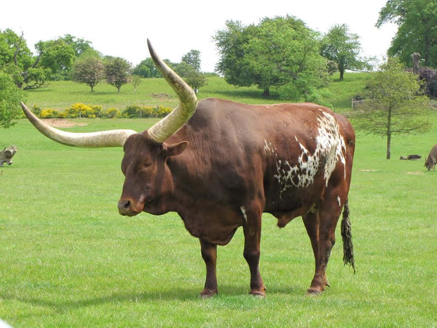 A Brown And White Ox