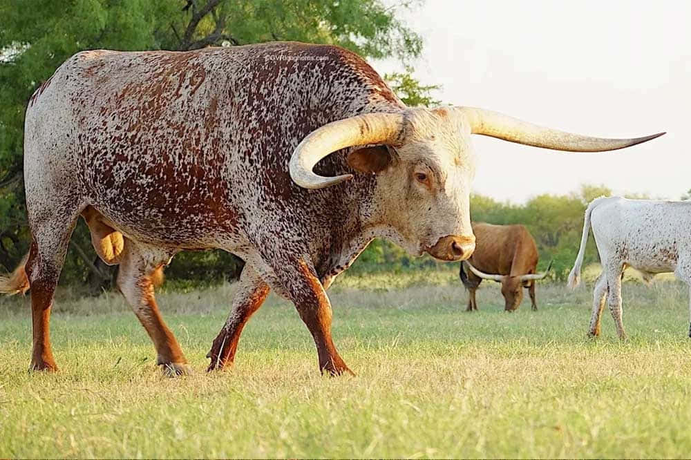 A brown and white spotted head of an Ox