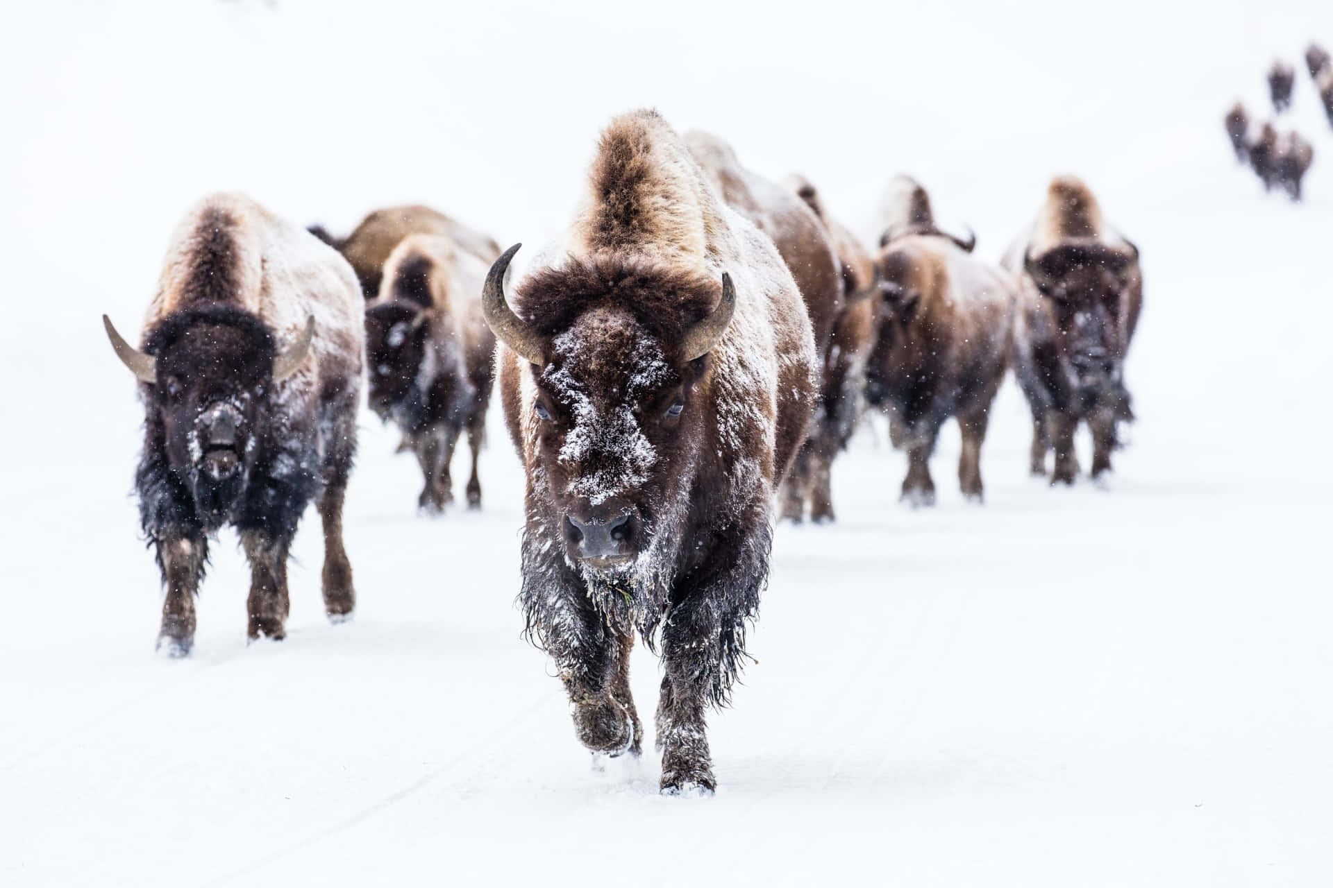 Bison Herd In The Snow