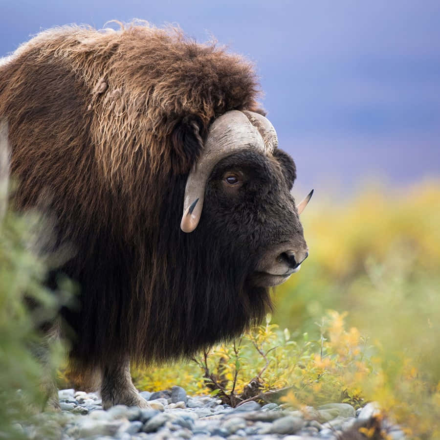 A Large Yak Is Standing In A Field