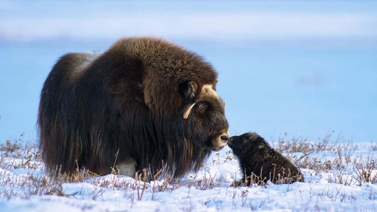 A Yak And Its Baby Standing In The Snow