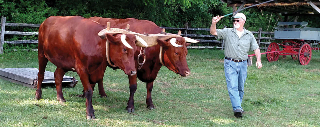 An Ox or a Water Buffalo grazing in the fields