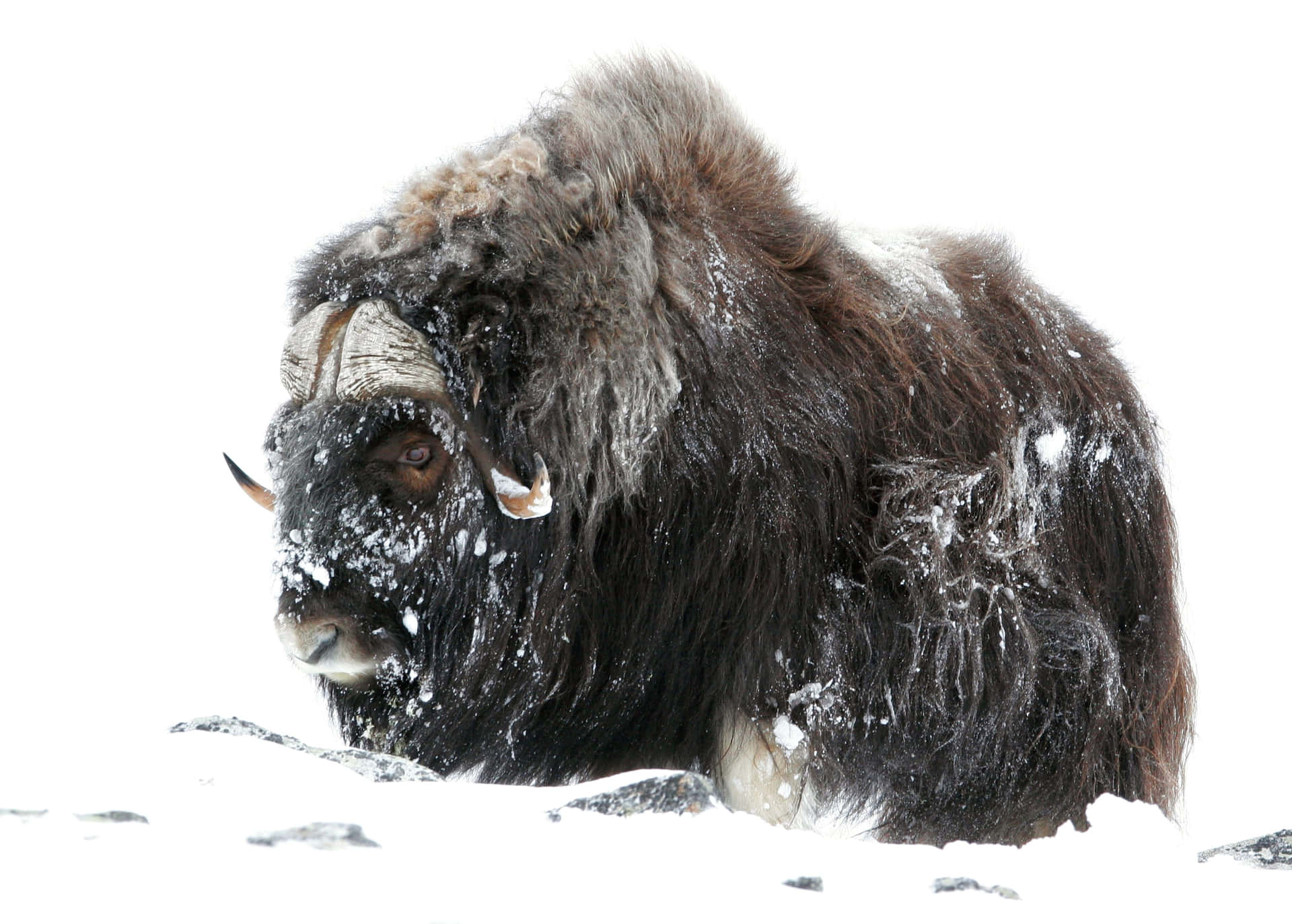 A Yak Standing In The Snow