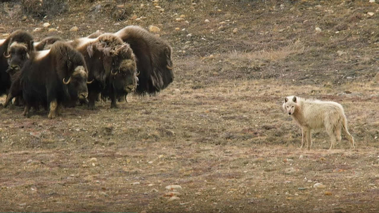 A Group Of Yaks Are Standing In A Field
