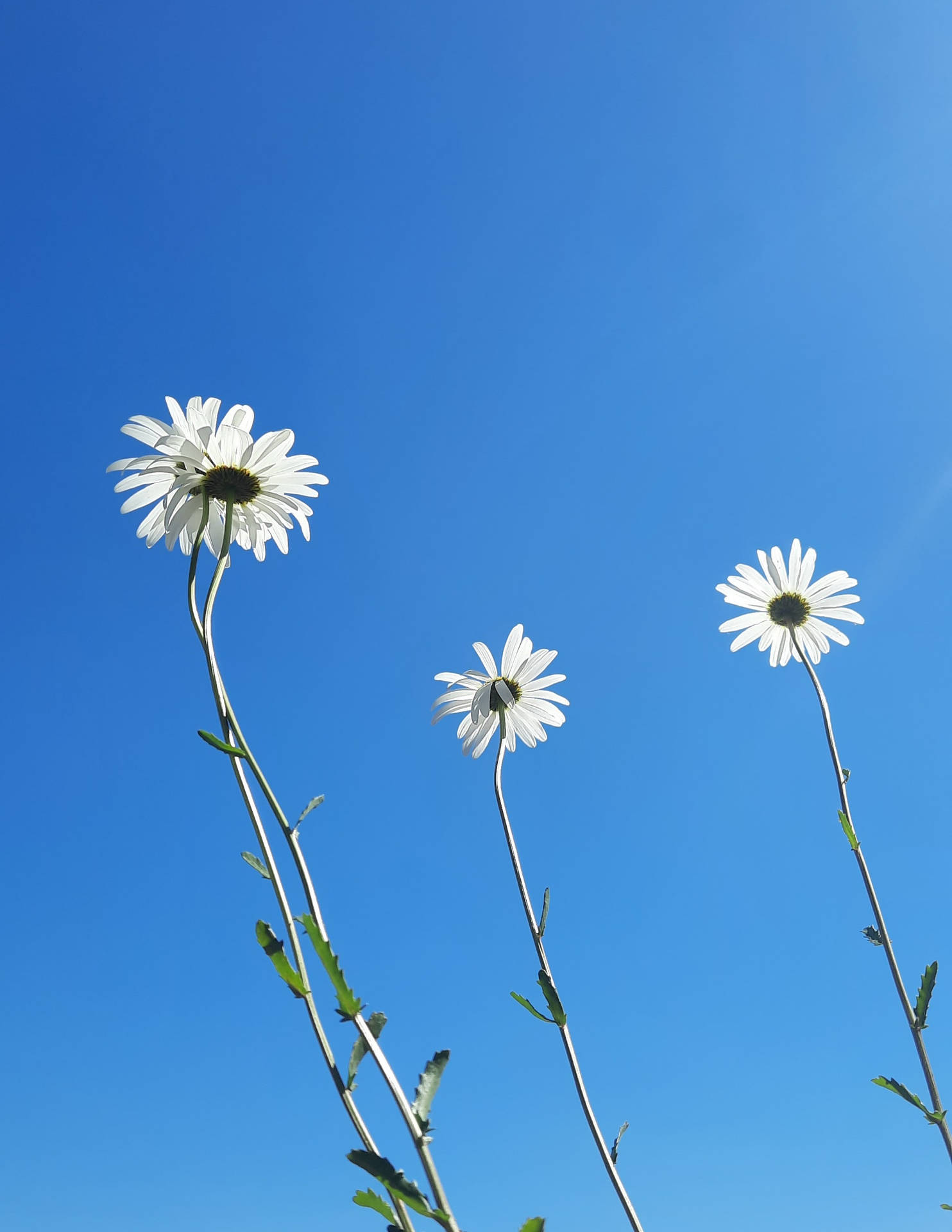 Oxeye Daisy Blomst Android Wallpaper