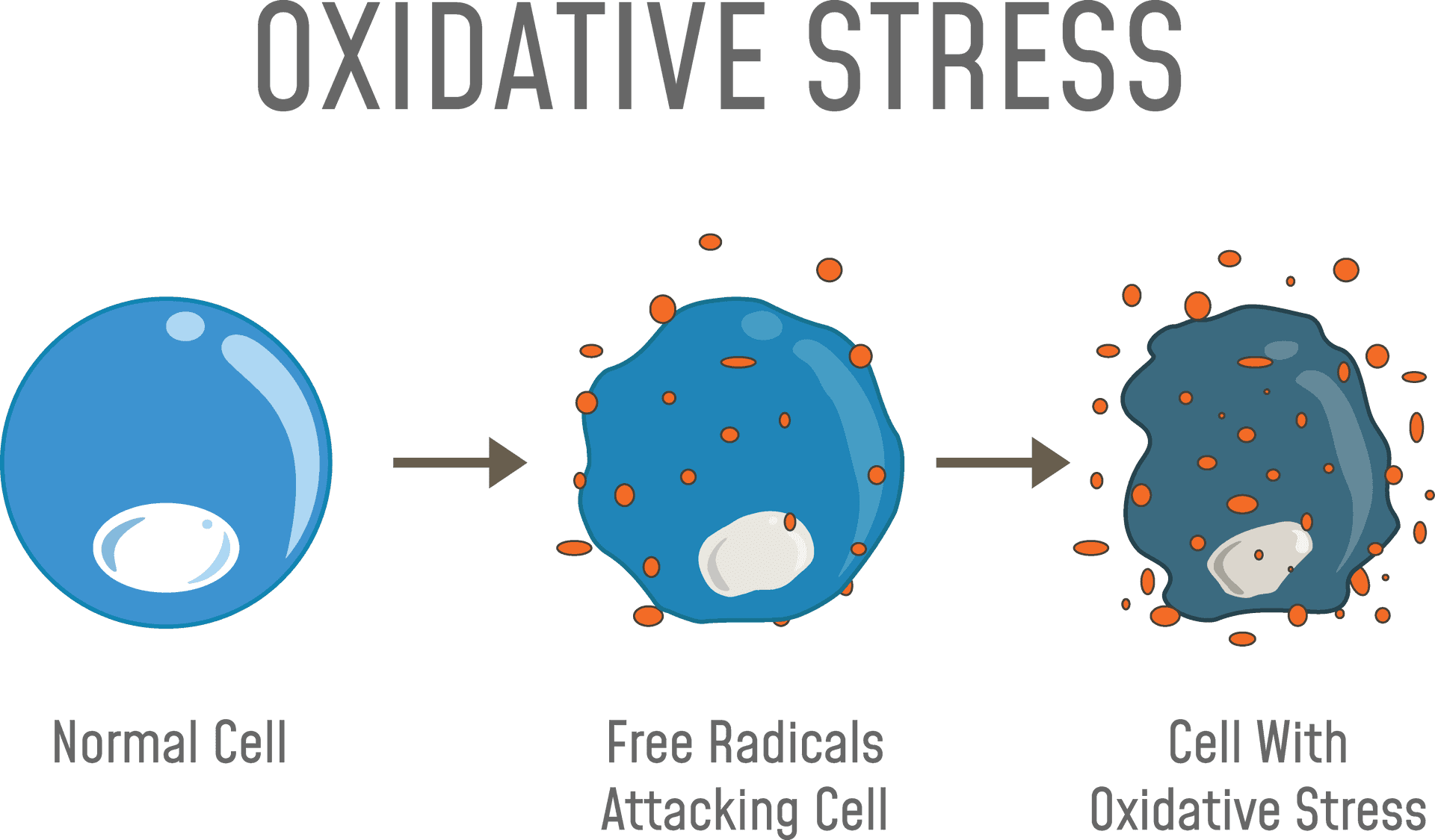 Oxidative Stress Cellular Damage Process PNG