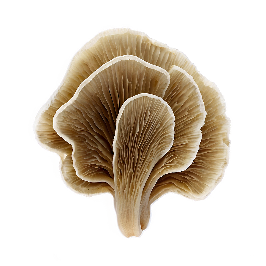 Download Oyster Mushrooms Png 39 | Wallpapers.com