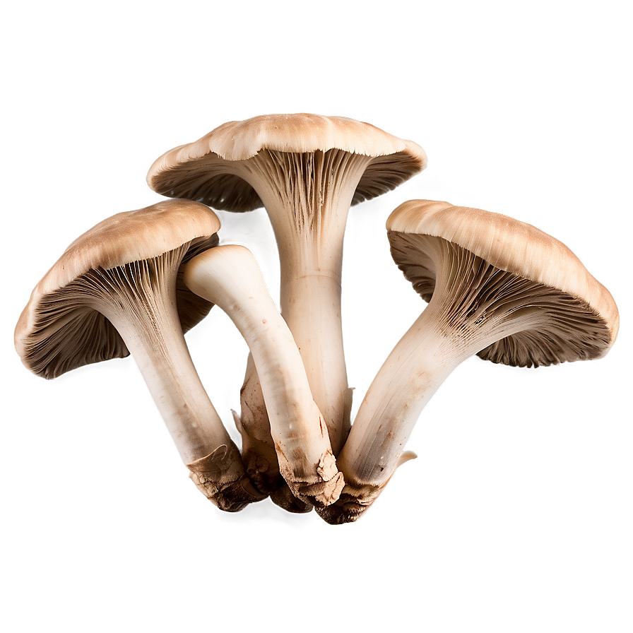 Download Oyster Mushrooms Png Pkk99 | Wallpapers.com