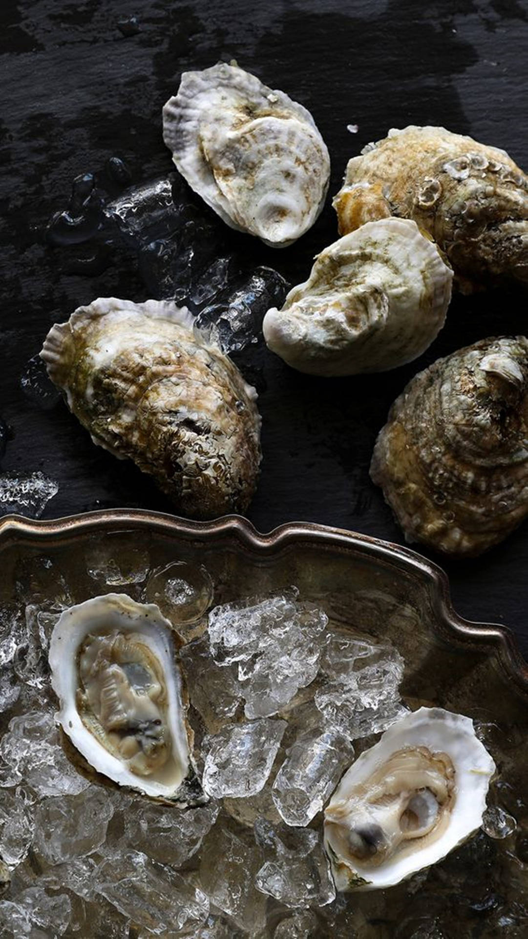 Oyster Shells On Ice Wallpaper